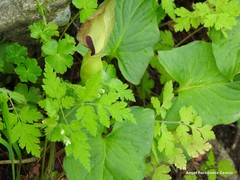 Arum cylindraceum