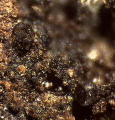 Licea minima