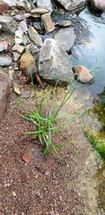 Cyperus gymnocaulos