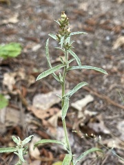 Gamochaeta antillana