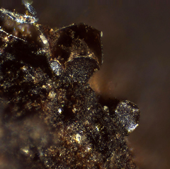 Licea minima