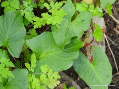 Arum cylindraceum