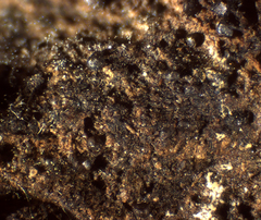 Licea minima