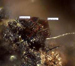 Licea minima