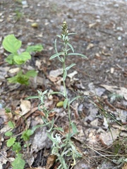 Gamochaeta antillana