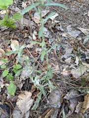 Gamochaeta antillana