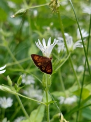 Ecpyrrhorrhoe rubiginalis