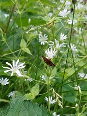 Ecpyrrhorrhoe rubiginalis