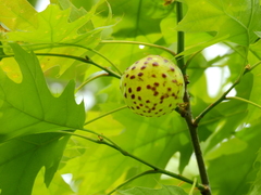 Amphibolips quercusinanis