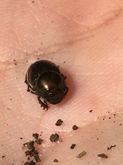Onthophagus orpheus