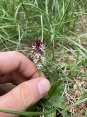 Neotinea ustulata ustulata