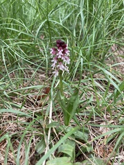 Neotinea ustulata ustulata