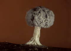 Didymium karstensii