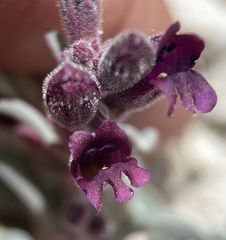 Penstemon kingii