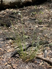 Juncus dichotomus