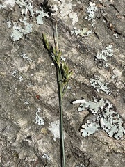 Juncus dichotomus