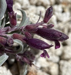 Penstemon kingii