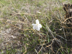Leptosiphon liniflorus