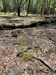 Juncus dichotomus