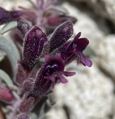 Penstemon kingii