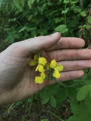 Thermopsis gracilis