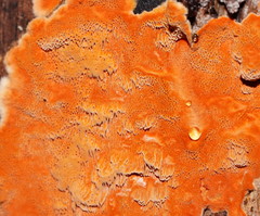 Gloeoporellus merulinus