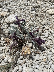 Penstemon kingii