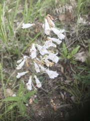 Penstemon pallidus