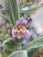Penstemon barnebyi