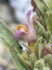 Penstemon barnebyi