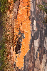 Gloeoporellus merulinus