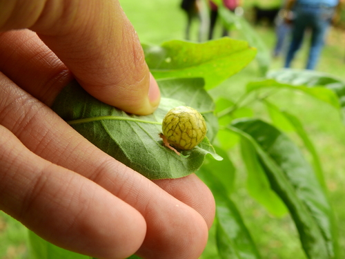Small Oak Apple Gall Wasp photo 4