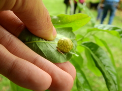 Amphibolips quercusostensackenii