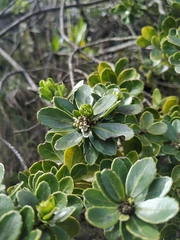 Ilex kunthiana