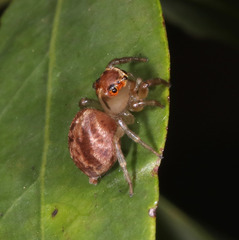 Prostheclina pallida