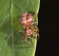 Prostheclina pallida