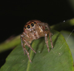 Prostheclina pallida