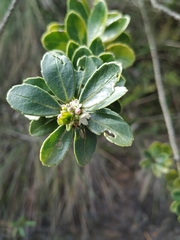 Ilex kunthiana