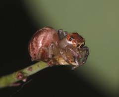 Prostheclina pallida