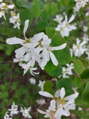 Amelanchier amabilis