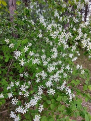 Amelanchier amabilis