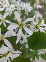 Amelanchier amabilis