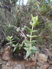 Chromolaena bullata