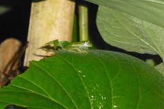 Centrolenidae