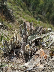 Pleopeltis bombycina