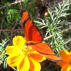 Dryas iulia alcionea