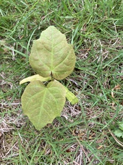 Magnoliopsida