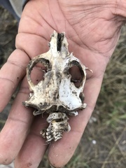 Cratogeomys fumosus