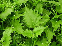 Silphium perfoliatum