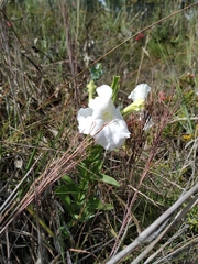 Escobedia grandiflora